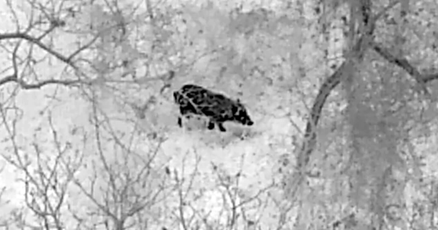 取材中、撮影されたイノシシの赤外線画像